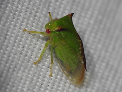 Stictocephala militaris