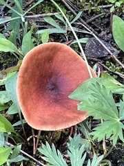 Lactarius badiosanguineus