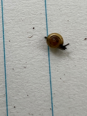 Euconulus fulvus