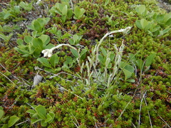 Antennaria alpina