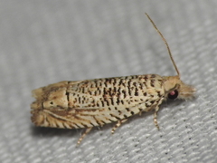 Eucosma argutipunctana