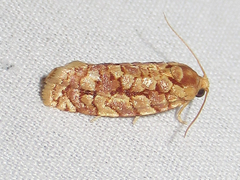 Choristoneura houstonana