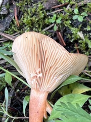 Lactarius badiosanguineus