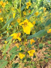 Chamaecrista