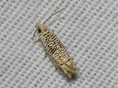 Eucosma argutipunctana