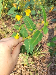 Chamaecrista