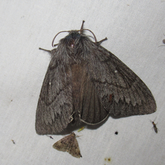 Gloveria arizonensis