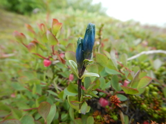 Gentiana glauca