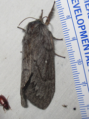 Gloveria arizonensis