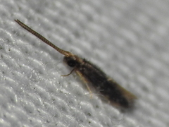Hydroptilidae