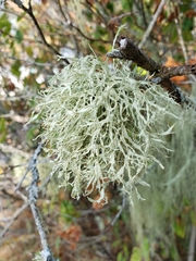 Ramalina farinacea