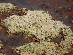 Cyanobacteria