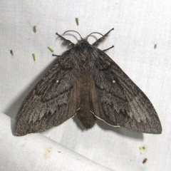 Gloveria arizonensis