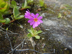Primula cuneifolia