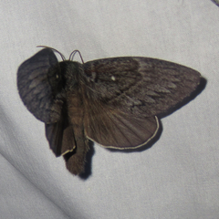 Gloveria arizonensis