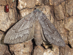 Gloveria arizonensis