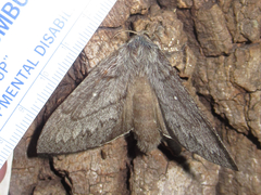 Gloveria arizonensis