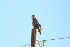 Buteo hemilasius