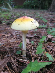 Amanita arkansana