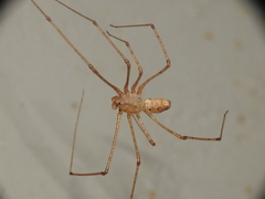 Scytodes atlacoya