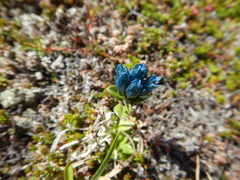 Gentiana glauca