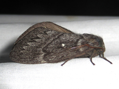 Gloveria arizonensis