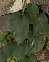 Gonolobus suberosus