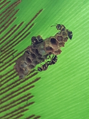 Ropalidia cyathiformis