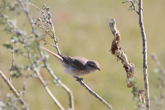 Lanius isabellinus