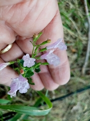 Clinopodium nepeta