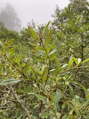 Salix lasiolepis