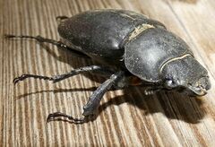 Lucanus cervus