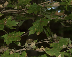 Acer floridanum