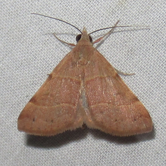 Hemeroplanis rectalis