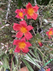 Portulaca umbraticola