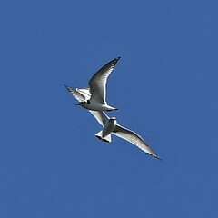 Hydrocoloeus minutus