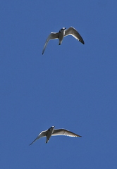 Hydrocoloeus minutus