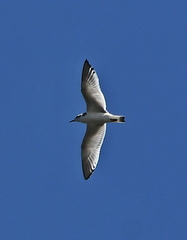 Hydrocoloeus minutus