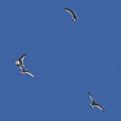 Hydrocoloeus minutus