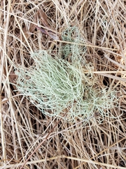 Usnea subfloridana