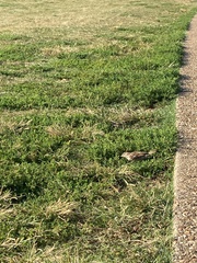 Passer domesticus