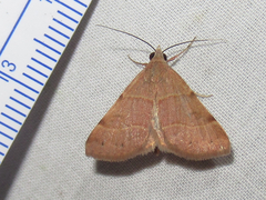 Hemeroplanis rectalis