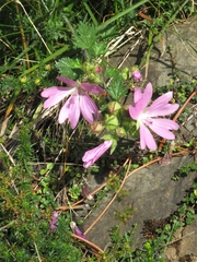 Malva moschata