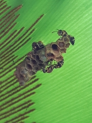 Ropalidia cyathiformis