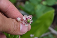 Chimaphila umbellata