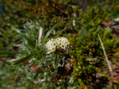 Antennaria alpina