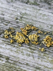 Xanthomendoza fallax