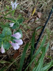 Clinopodium nepeta