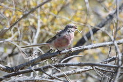 Carpodacus sibiricus