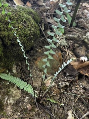Asplenium platyneuron